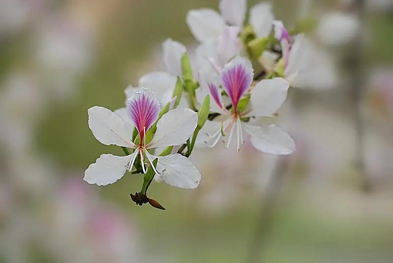 阳春三月·食花记