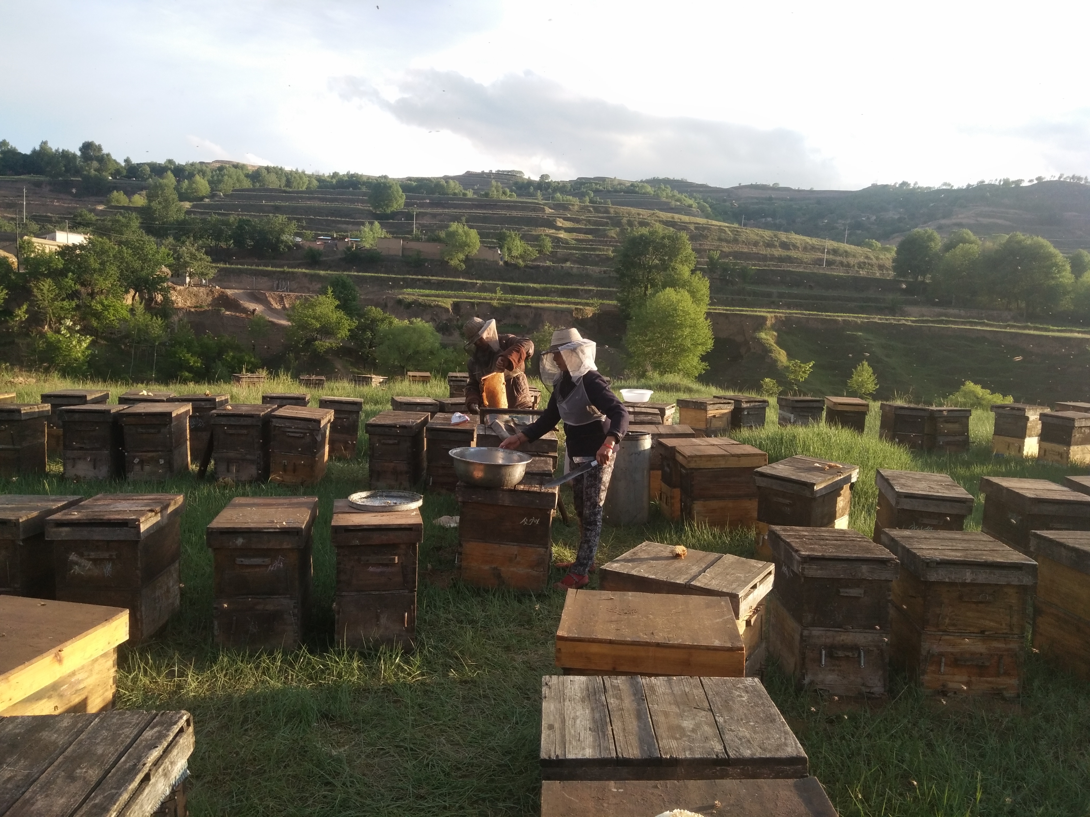 “转场蜜蜂”被纳入应急运输保障范围，路通了，但蜜源地村长说：你是外地人，不让进村