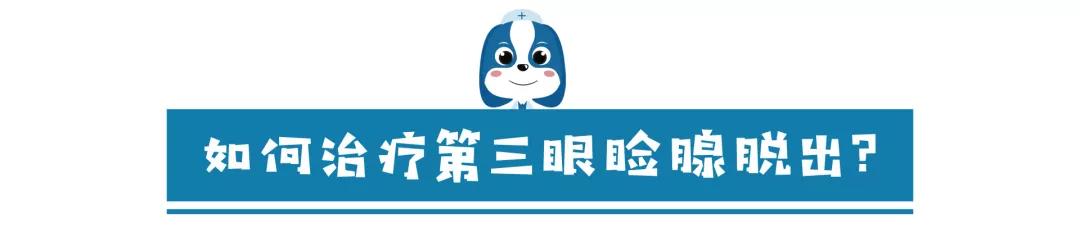 儿童眼角长个黑色的小肉球,小奶猫眼睛长肉球怎么办