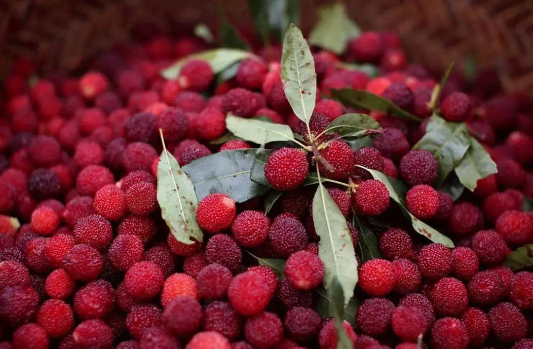 兰溪杨梅正式开摘！最强采摘攻略出炉，五十里杨梅长廊够吃吗？杨梅自由就是现在！