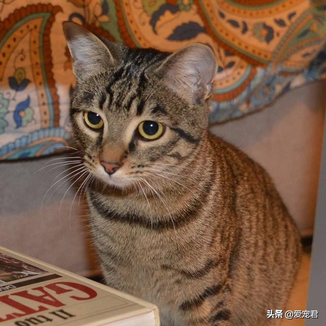 铲屎官怕仓鼠怎么办,铲屎官害怕猫呕吐