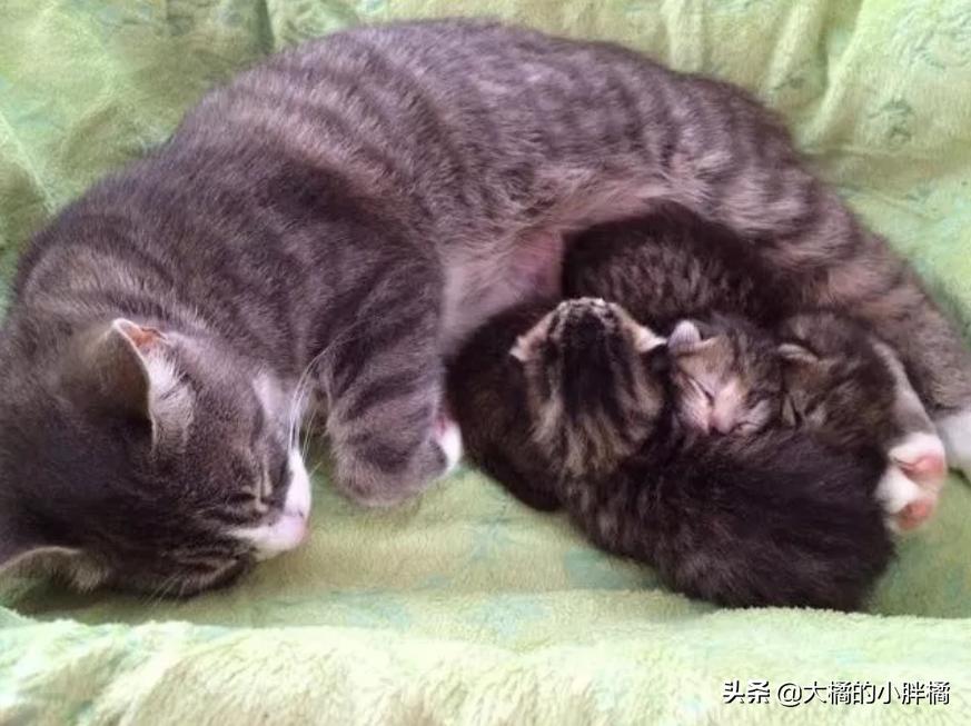 三只小猫夭折了一只,母猫早产小猫死了剩下的还会生吗