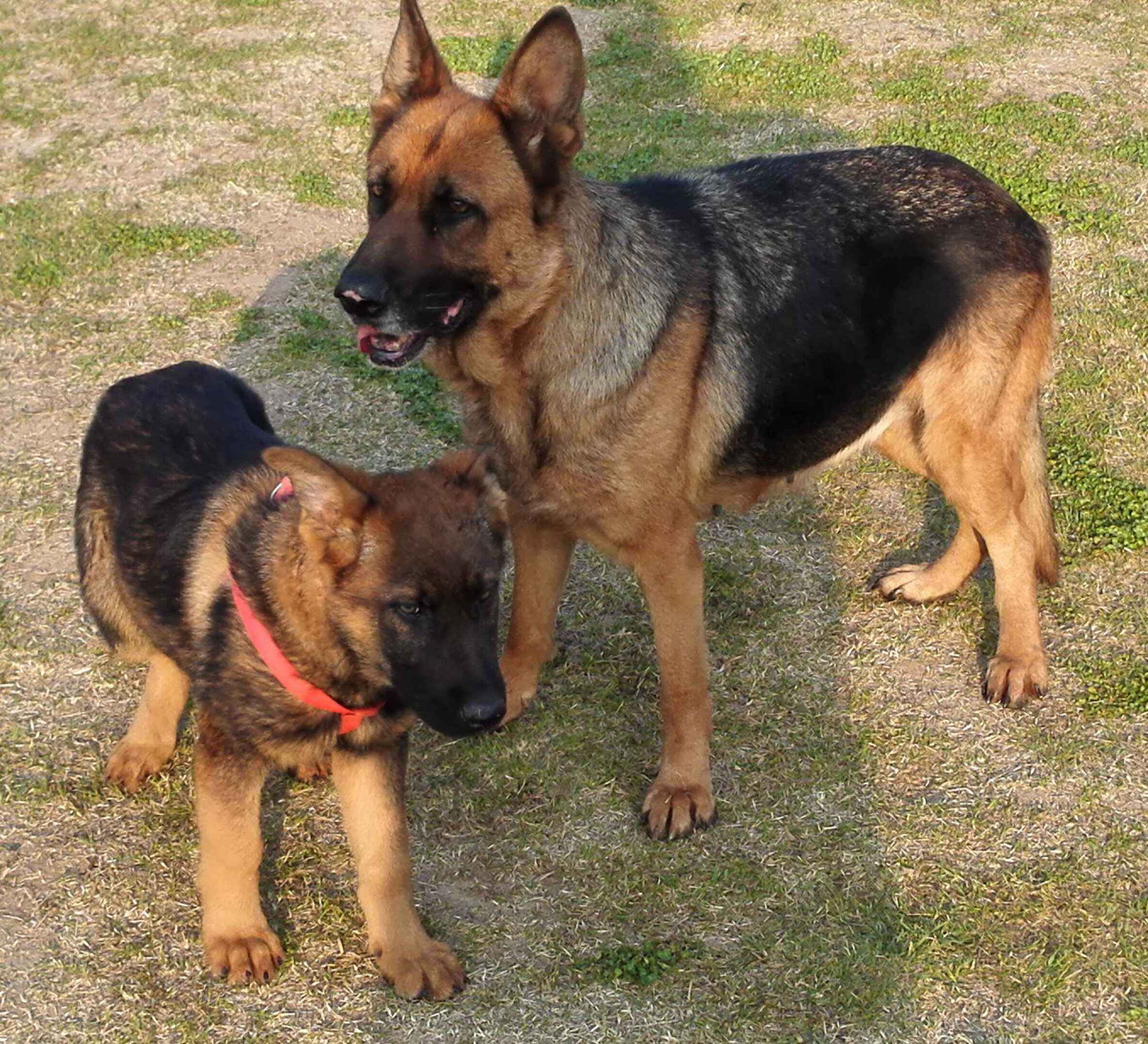 德国牧羊犬病,古代牧羊犬禁食哪些