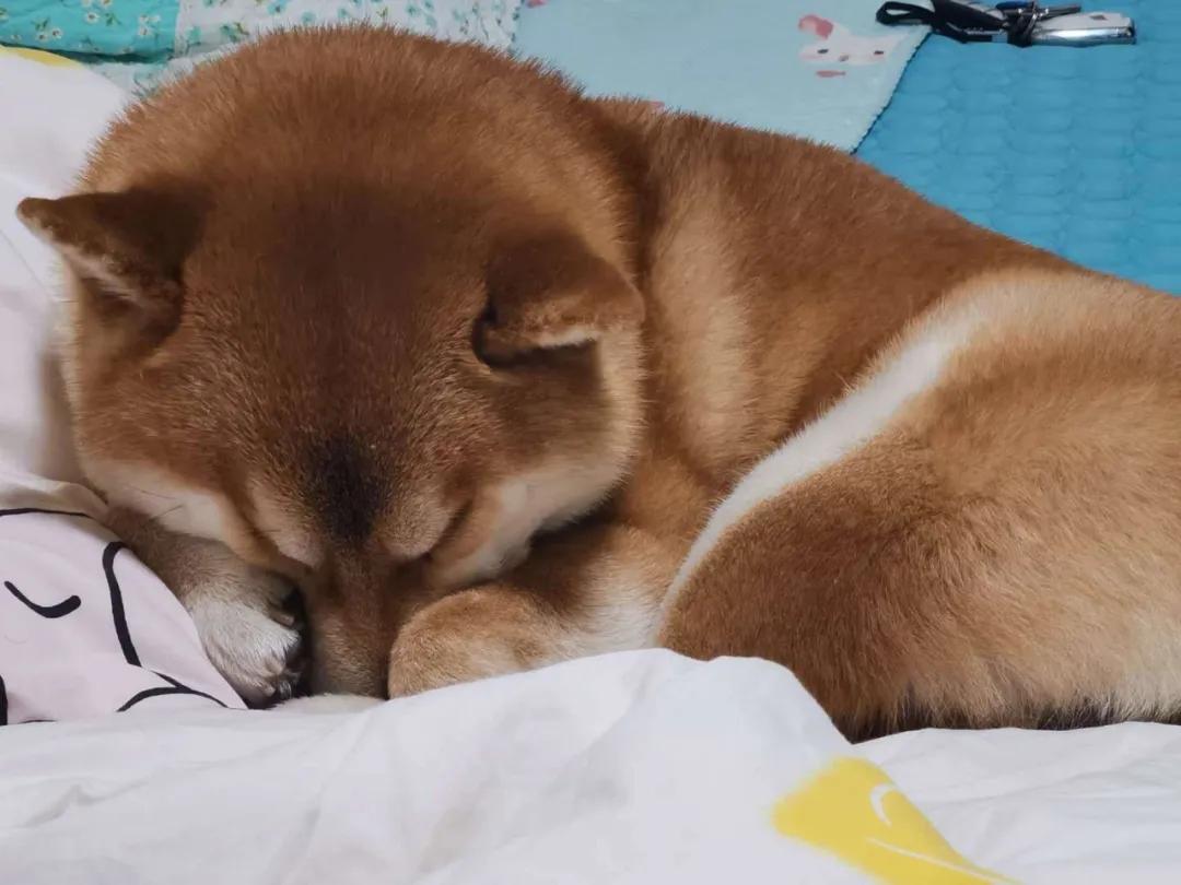 模仿狗狗睡姿,分享下你家狗子的睡姿