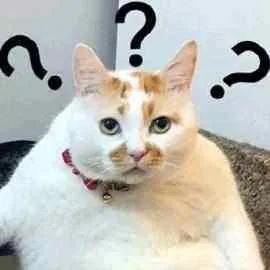 猫抓了有红点是怎么回事,猫轻咬了一下手上起了一个红点