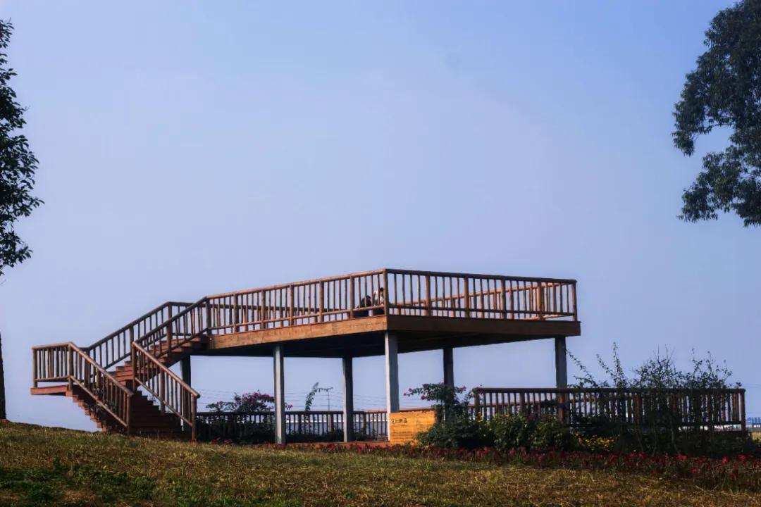 在空港花田里怎么拍照好看,每张都是屏保