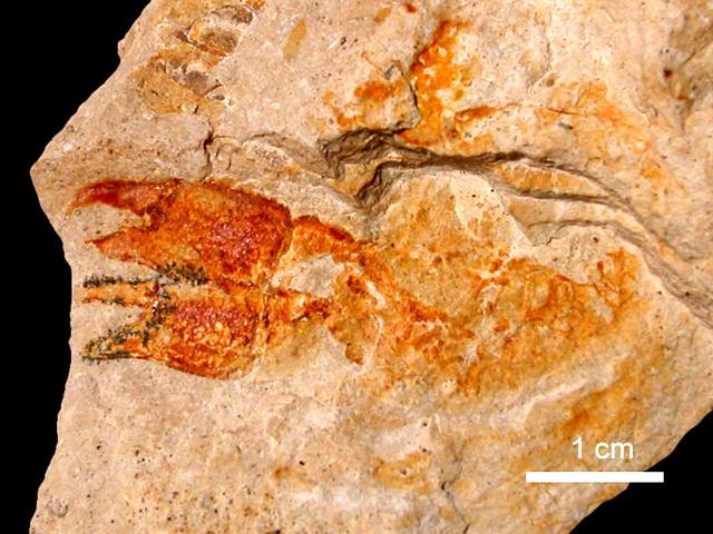 关于螃蟹的科普知识点,螃蟹的种类知识