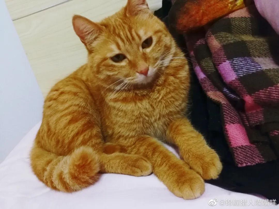 猫粮到底是什么味道,偷尝了一口,噫……