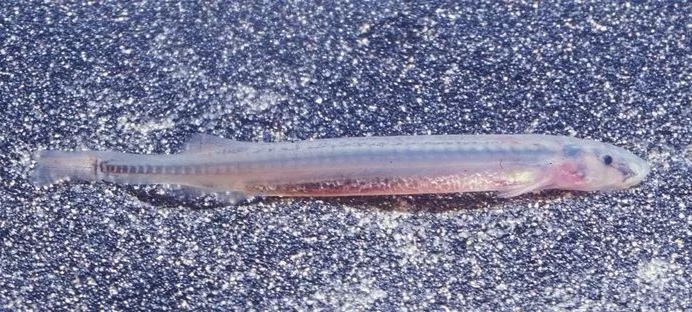 别在亚马逊的河里尿尿，当心魔鬼鱼钻入你的尿道，吸食你的血液