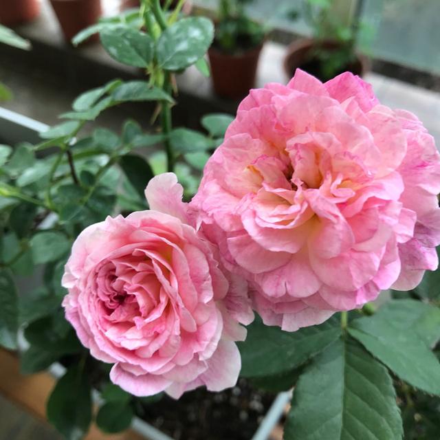 月季感染红蜘蛛后怎么修剪,月季感染白粉病怎么办