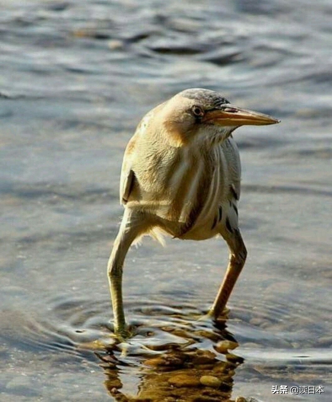 沙雕手办日本小哥,日本沙雕手办小哥