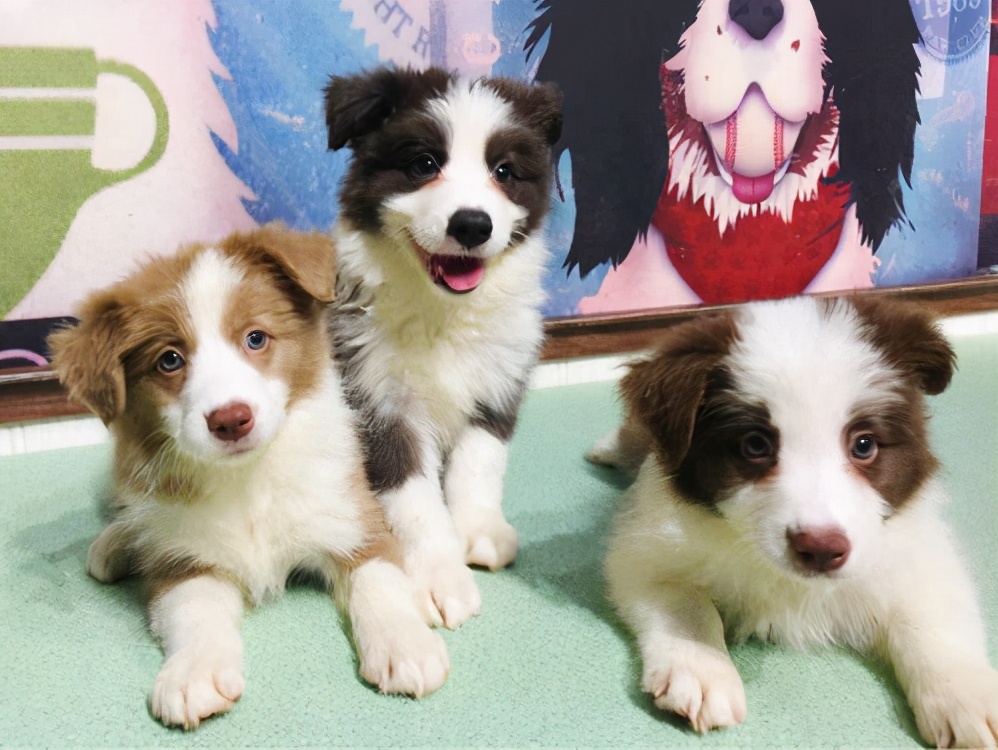 养一个边牧一年大概需要多少费用,养边牧一年费用多少钱