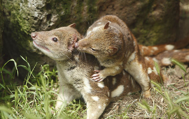 动物界奇葩生育,动物界奇葩组合