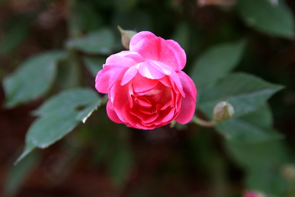 世界哪里的玫瑰最出名,中国哪里的玫瑰最好