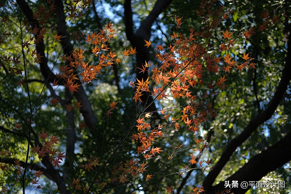 最有情怀的相机,最有情怀的胶片相机