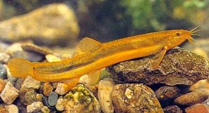 野生泥鳅品种图片大全大图,最大的泥鳅图片大全