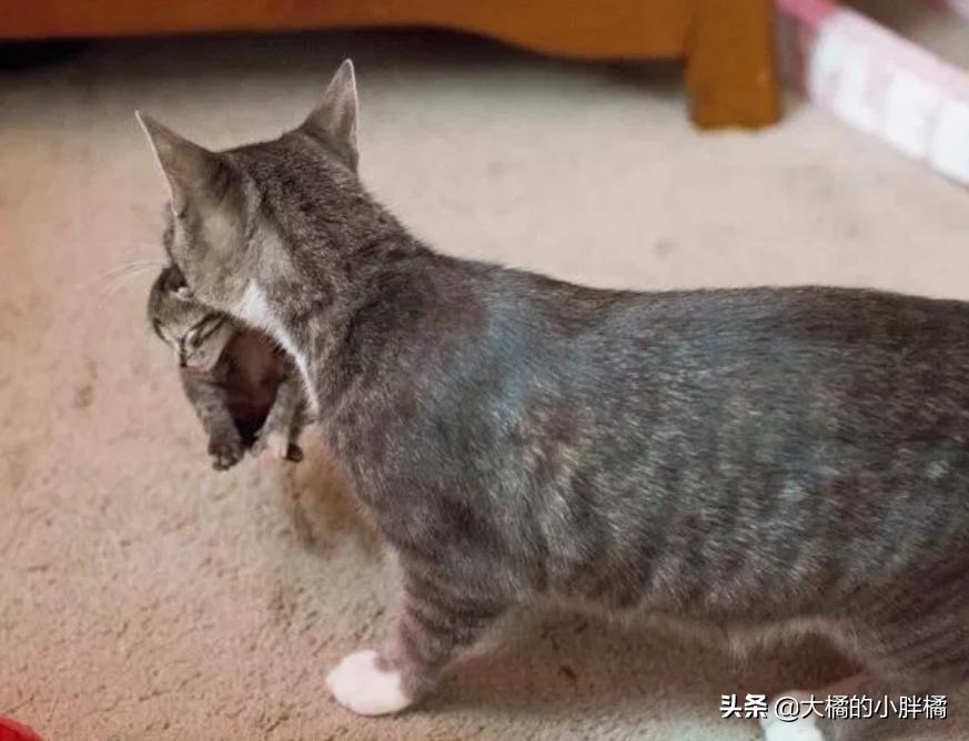 三只小猫夭折了一只,母猫早产小猫死了剩下的还会生吗