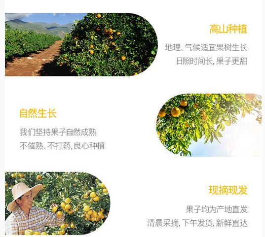 不知火丑柑缺点,不知火丑柑的缺点