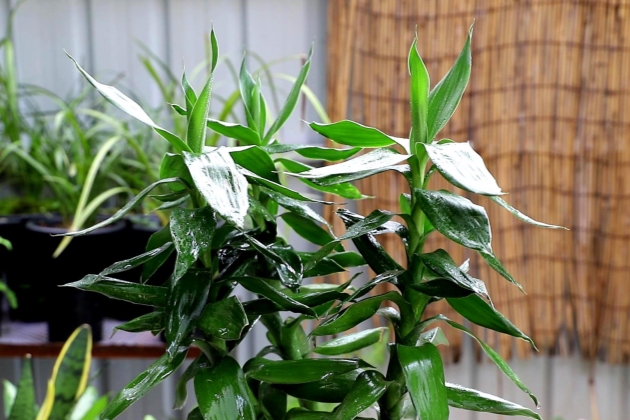 富贵竹黄了有的杆子软了怎么拯救,冬天富贵竹杆子黄了软了怎么补救