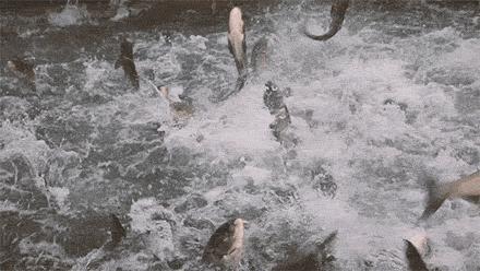 夏日周末亲子活动抓鱼,农家乐抓鱼亲子活动