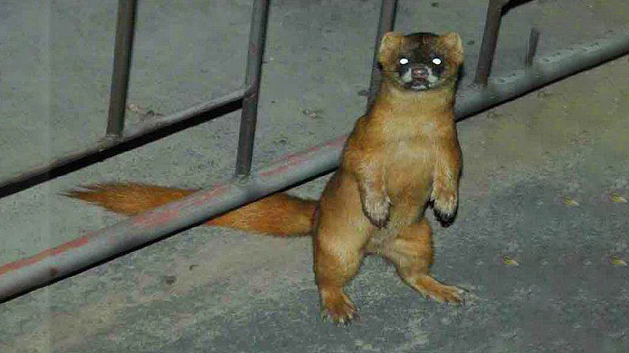 养殖户怎么防止黄鼠狼,黄鼠狼为什么不能大量养殖