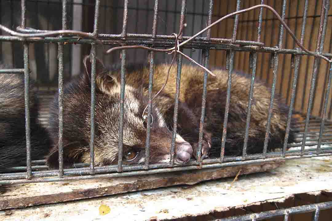 世界上最贵的猫屎咖啡豆,世界最昂贵咖啡豆