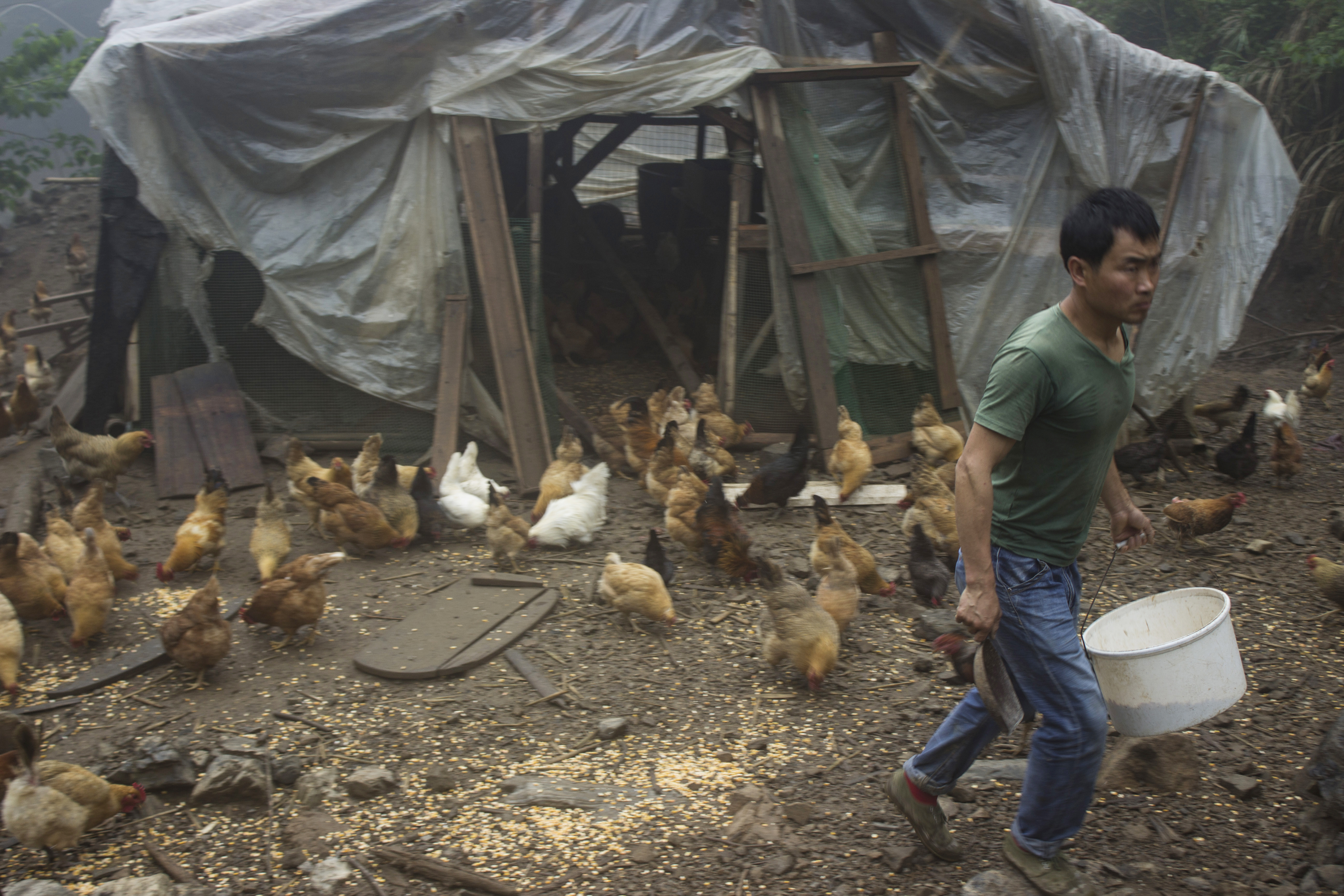 土鸡养殖技术一年挣多少钱,土鸡怎么养殖最赚钱