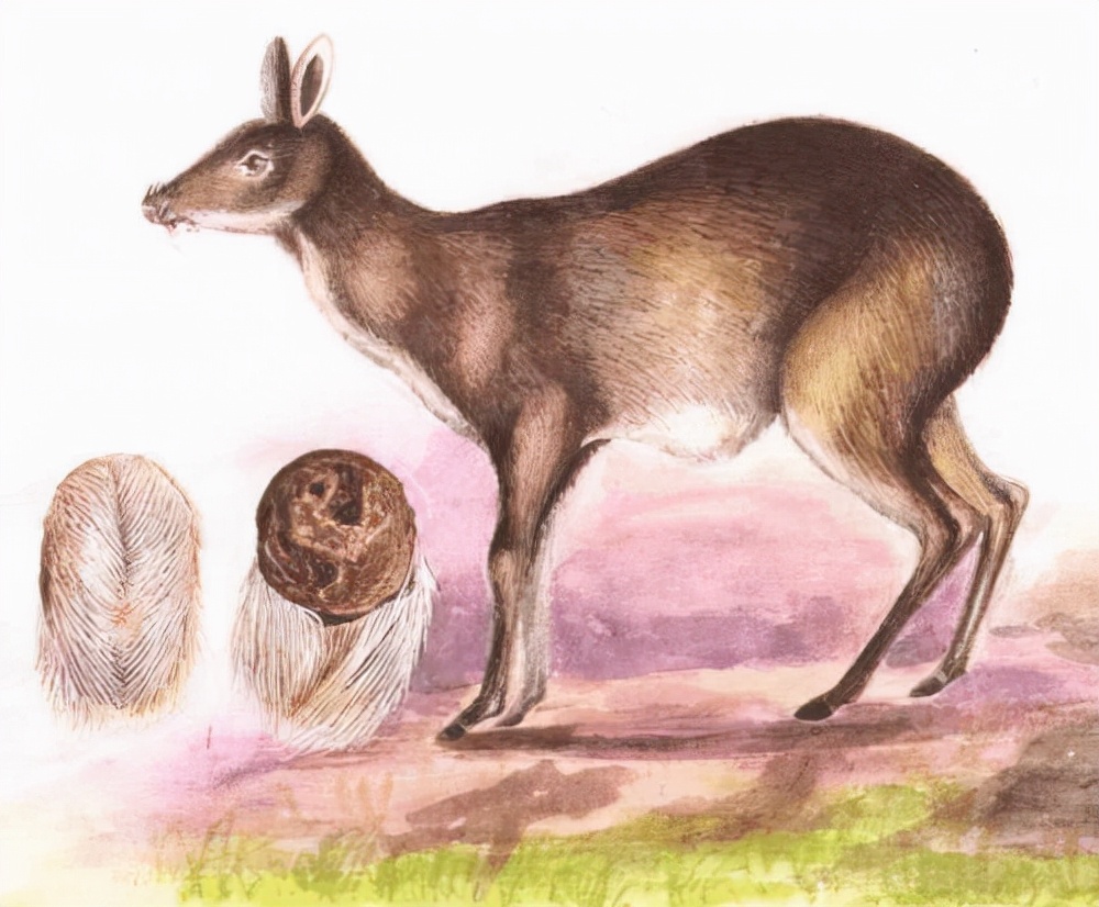 甄嬛传里的堕胎方法真的有用吗,甄嬛的双胞胎是药物导致吗