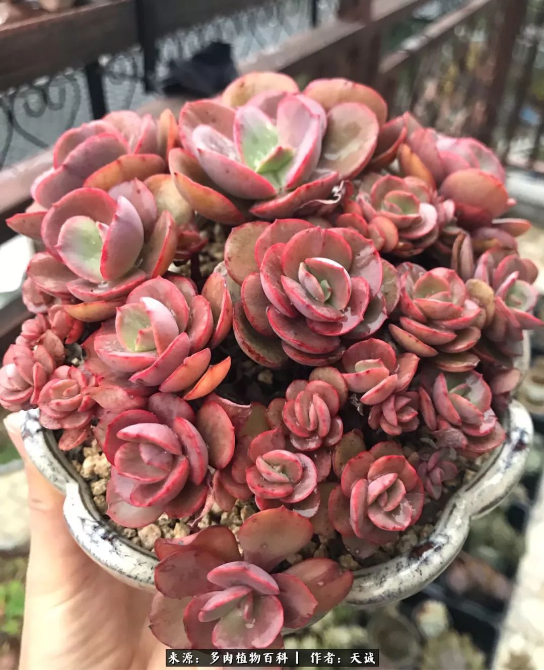 多肉从小养到大的过程,真爱的力量教程