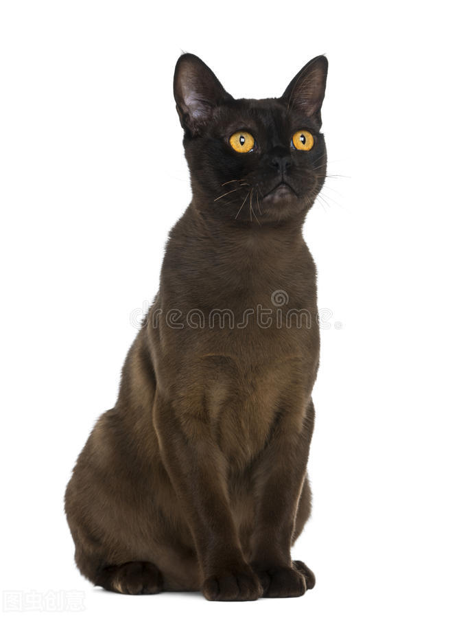 孟买猫和加菲猫的区别,蒙娜丽莎孟买猫