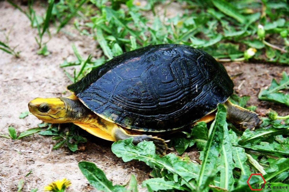 乌龟常见疾病与防治方法,乌龟的常见疾病及治疗方法