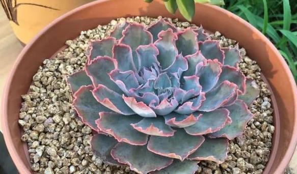 多肉养殖知识,多肉植物养护养花小知识