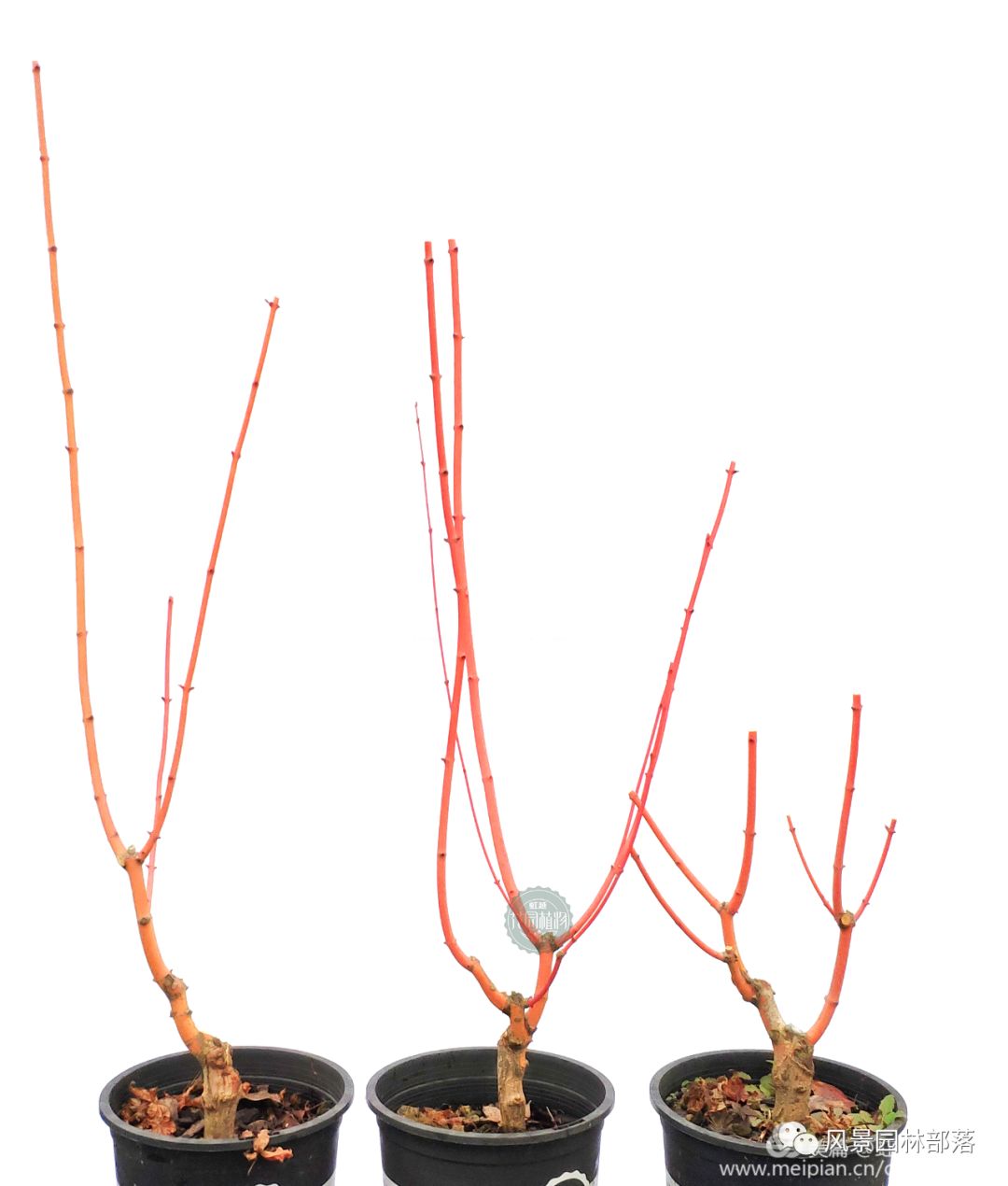 日本红枫红舞姬树形怎么修剪,盆栽红枫树修剪