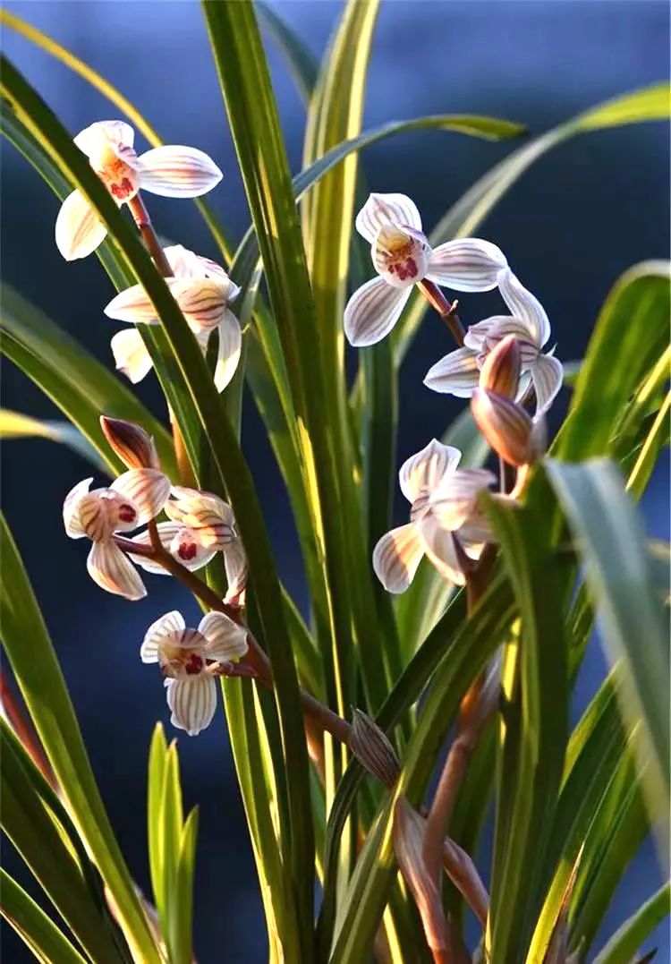 怎样分兰花苗才能开花,兰花怎么分公苗母苗