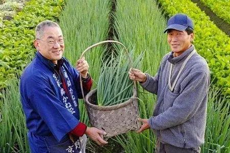 日本葡萄130万一串,日本一串葡萄拍出150万日元高价