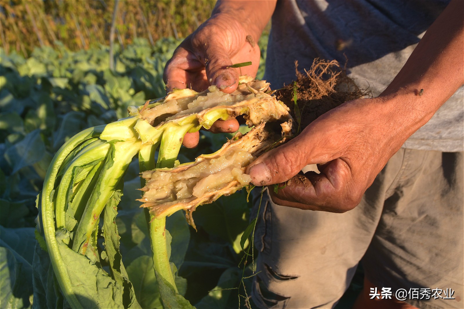 花椰菜结球期怎么管理,花椰菜结球期预防病害