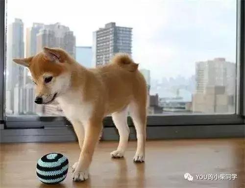 如何买到又好又便宜的柴犬,怎么才能买到便宜的小柴犬