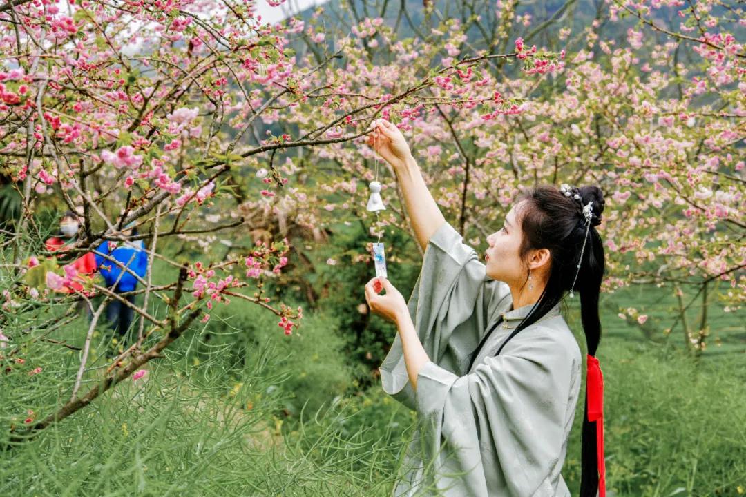 樱花烂漫时汉服少女,樱花烂漫时相遇