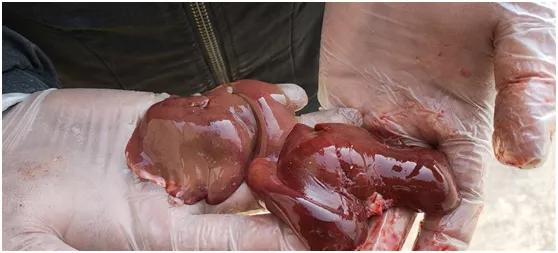 母猪胀气吐血死亡的原因,母猪产仔后猪胀肚急救