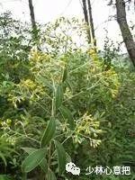 中药图片大全名称,中药图片大全带药名高清