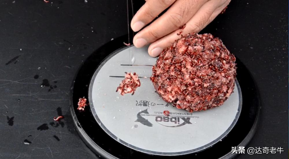 简单的红虫上饵,红虫伴侣怎样开饵