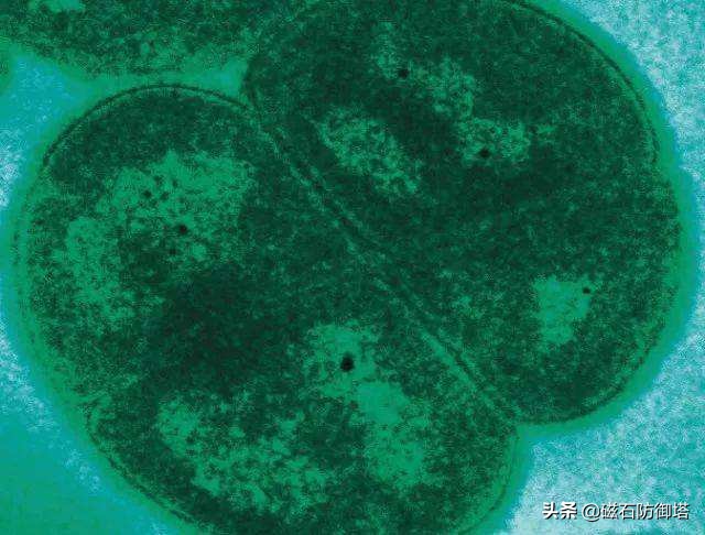 植物进化历程之藻类,藻类植物进化历程