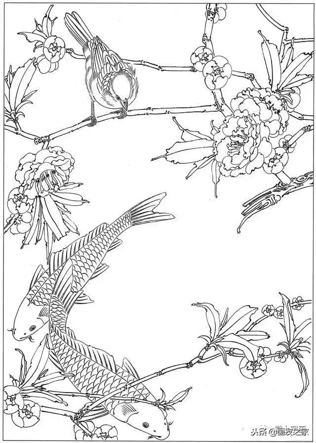 白描荷花鱼线稿图片,白描动物鱼图片大全