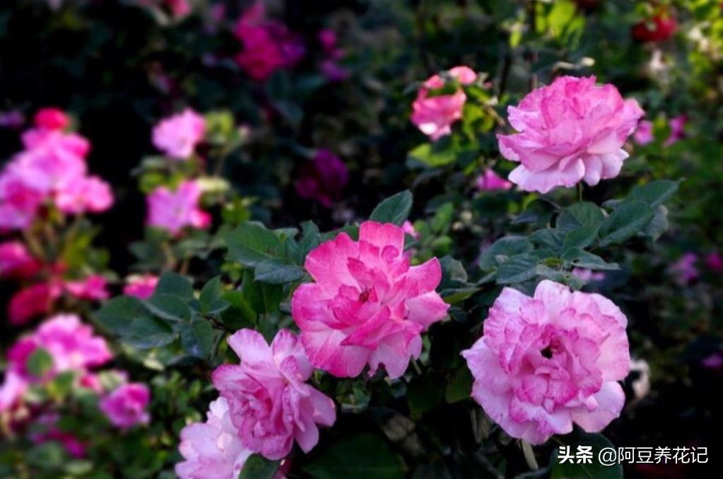 如果月季有黑斑病怎么办,如果月季花枯萎如何救好