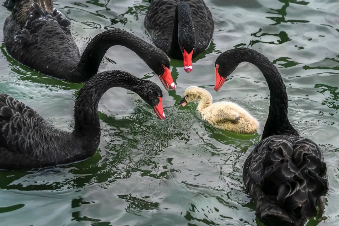 香港第14届全国摄影艺术展,第29届全国摄影艺术展览获奖名单