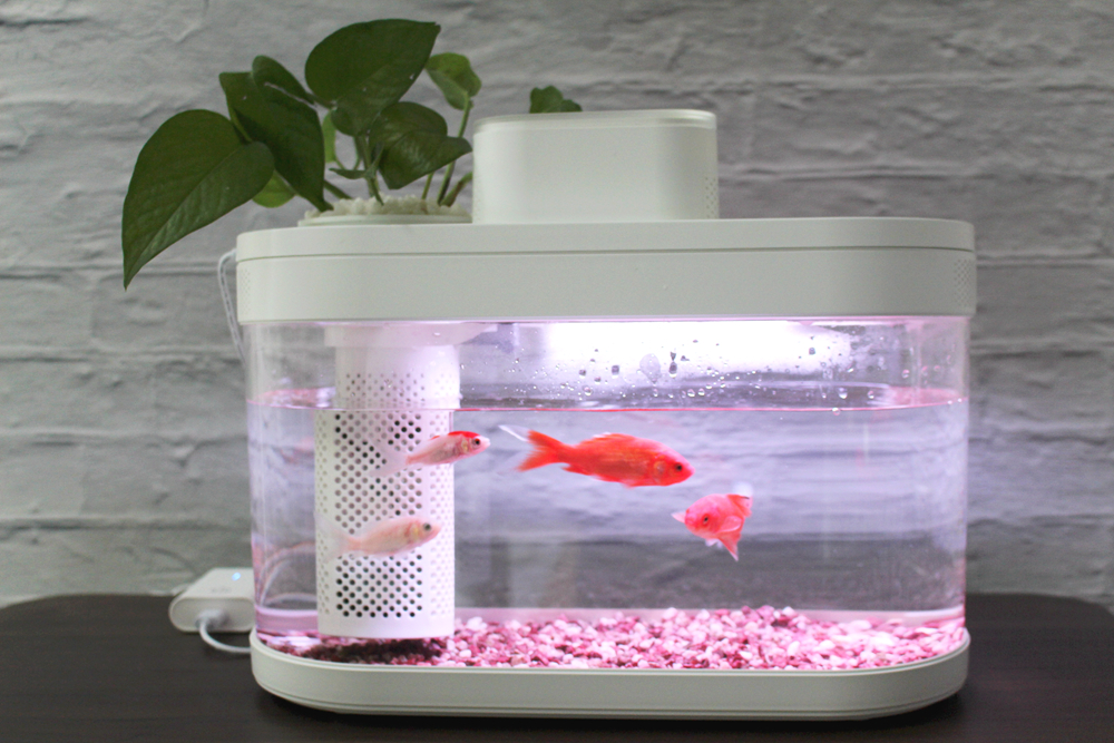 养鱼日记森森鱼缸,水族箱造景养鱼日记