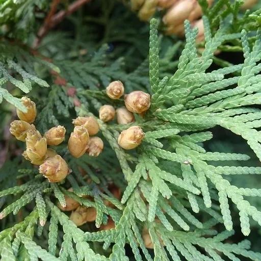 天然精油香水怎么做,怎么用香水做精油护肤