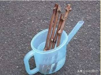 种一棵葡萄有多少果子,种一棵葡萄需要多少土