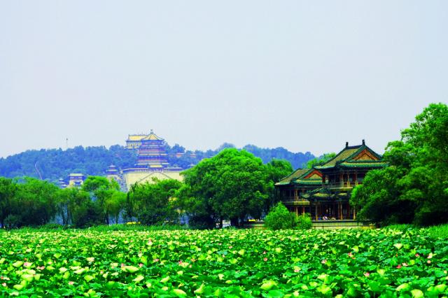 最漂亮的园林景观植物,有代表性的的园林