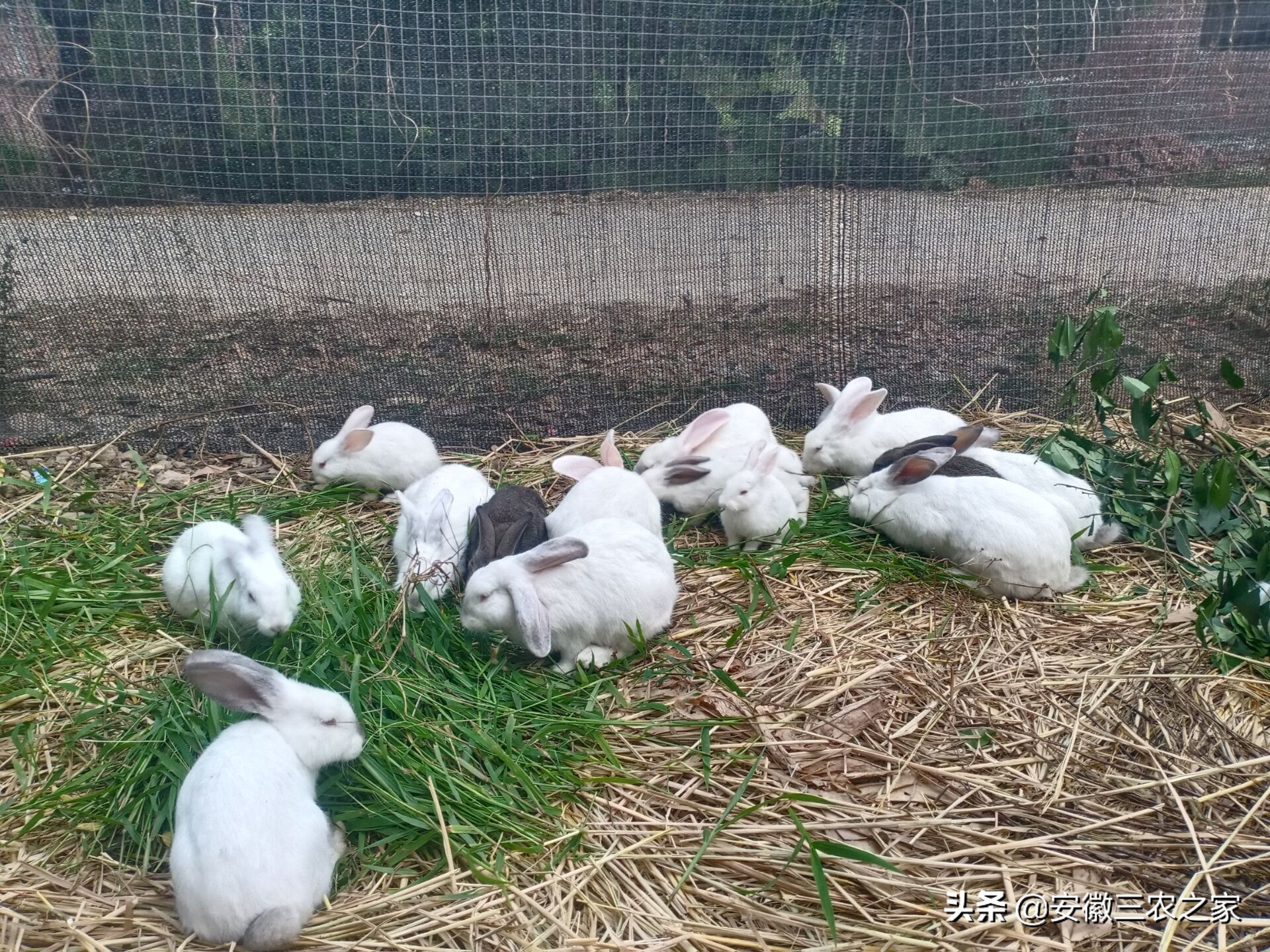 用兔子赚钱,农村创业致富好项目养殖兔子
